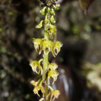 <i>Malaxis densiflora</i>  (A.Rich.) Kuntze